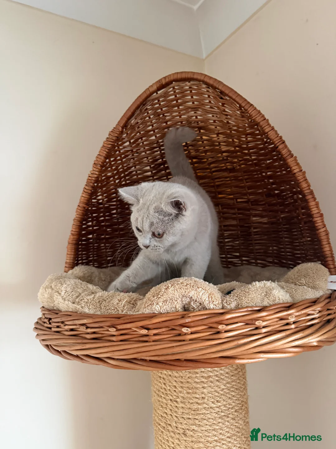 British Shorthair cats for sale: 🐾 Fawn British Shorthair  🐾 - Advert 13