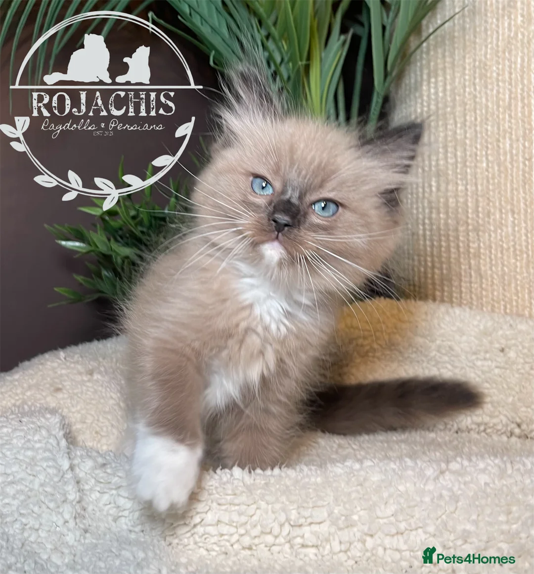 Ragdoll cats for sale: Pedigree Cherubim Blue Mink Ragdoll - Advert 12