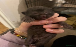 Domestic Shorthair cats for sale: 5 little kittens available  - Image 5