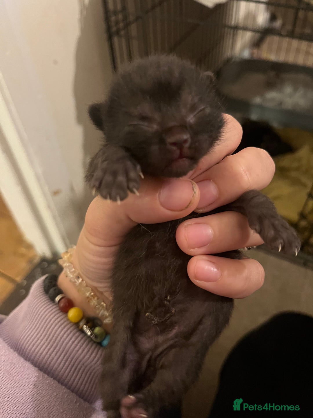 Domestic Shorthair cats for sale: 5 little kittens available  - Image 5