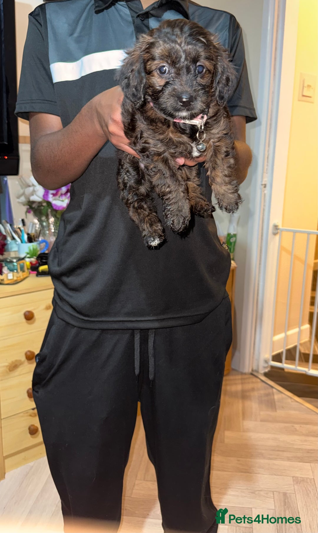 Mixed Breed dogs for sale: Cockapoo Mix Puppies - Advert 6