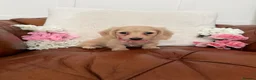 Miniature Dachshund dogs for sale: Pure English Cream Miniature Dachshund  - Advert 17