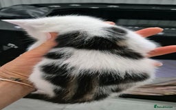 Bengal cats for sale: Bengal x kittens - Image 7
