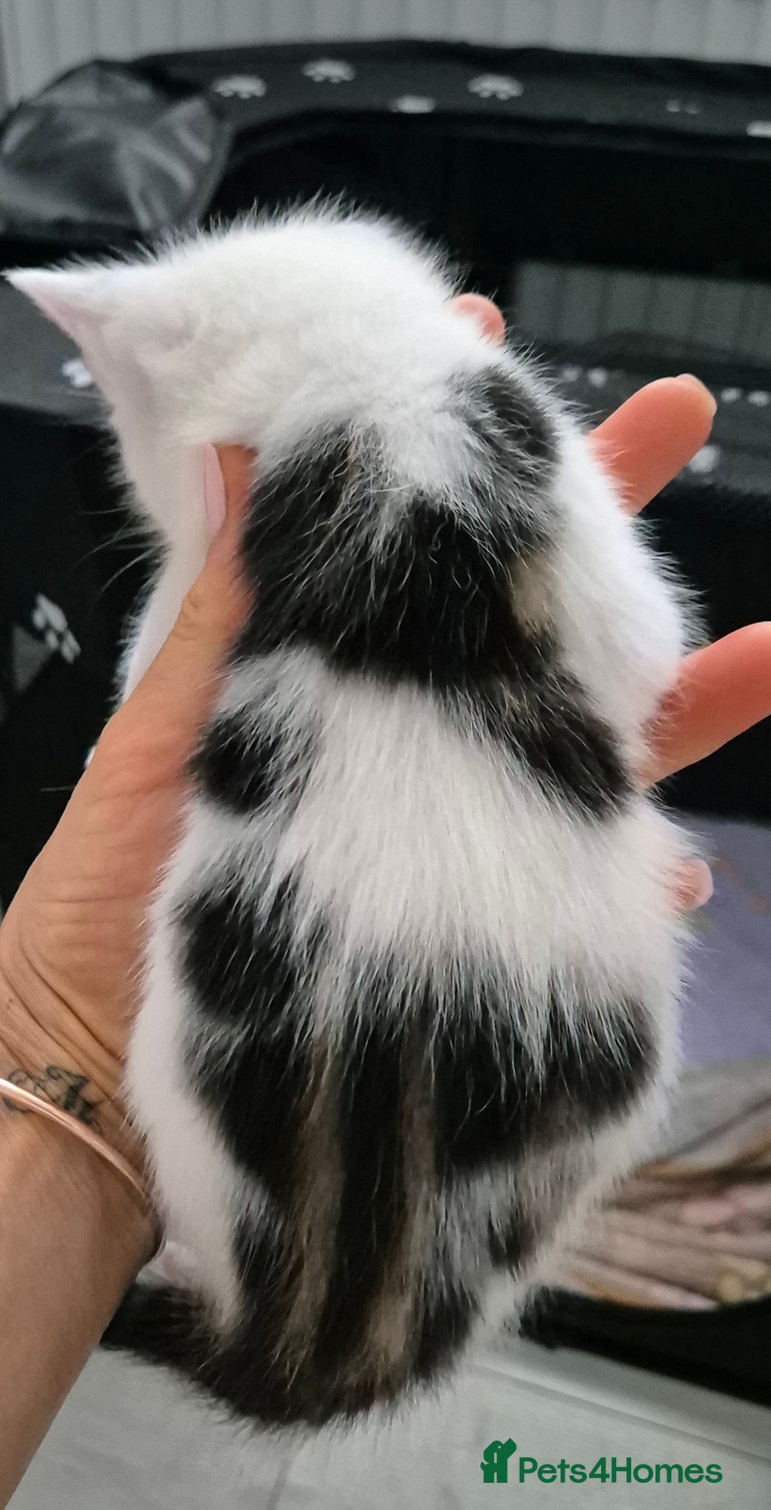 Bengal cats for sale: Bengal x kittens - Image 7