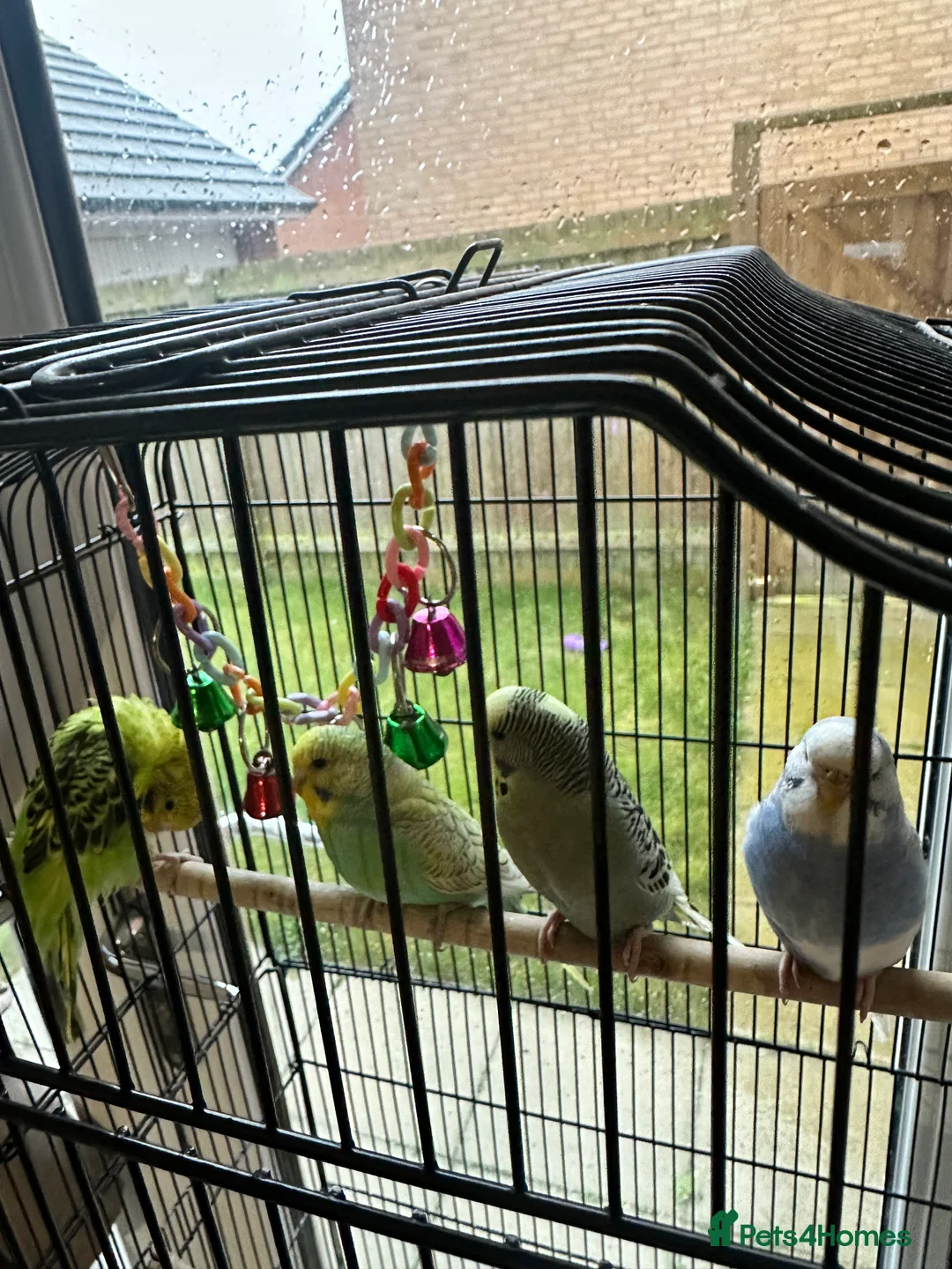 Budgerigars birds for sale: 4 budgies for sale - Advert 2