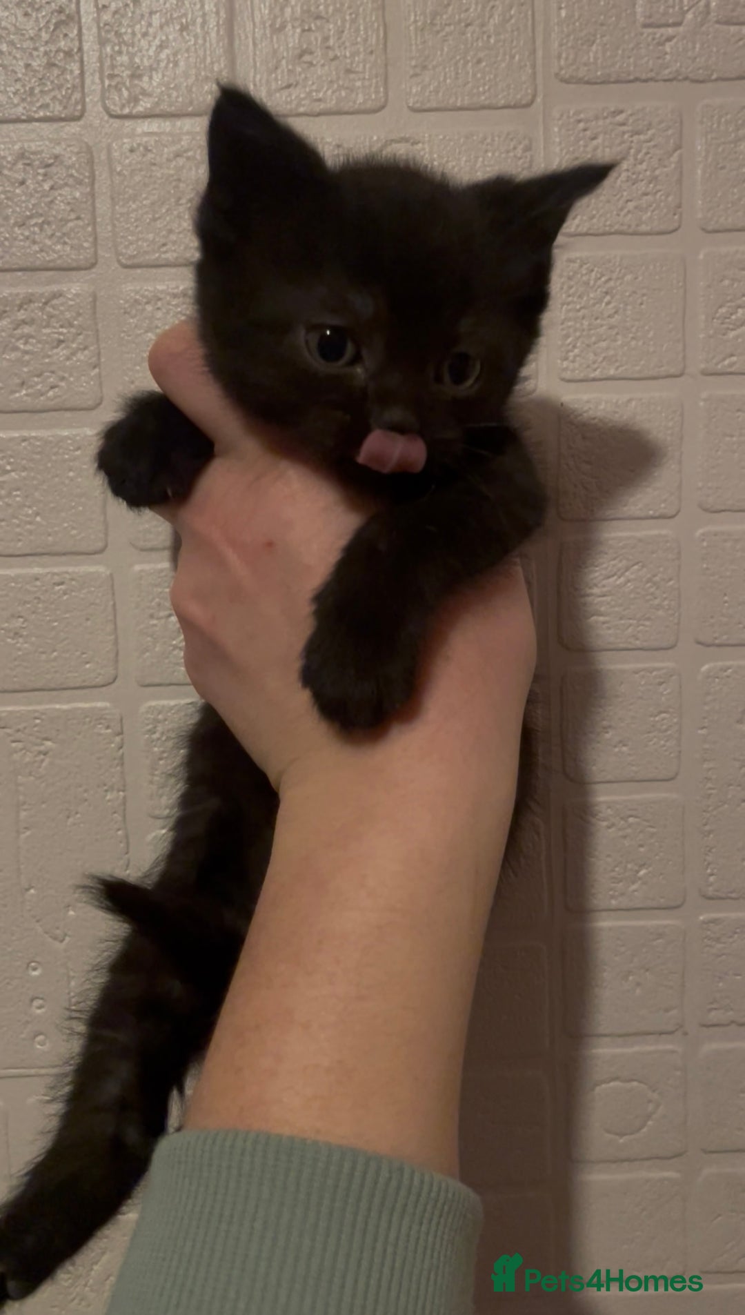 Domestic Shorthair cats for sale: Kittens ready to reserve  - Advert 7