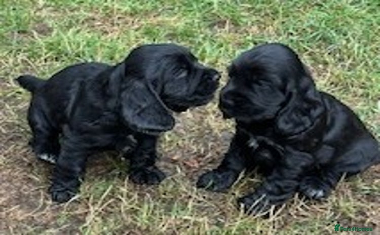 Cocker Spaniel dogs - Advert 16