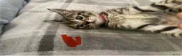 Mixed Breed cats for sale: 5 beautiful kittens - Advert 16