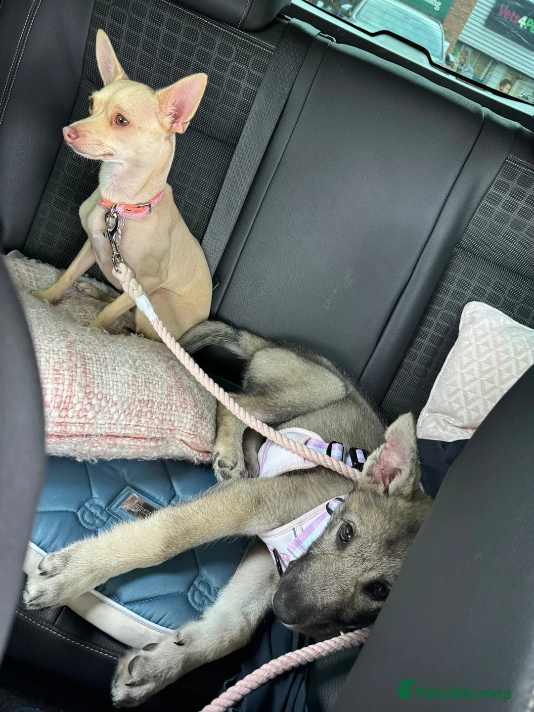 Chihuahua dogs for sale: Fluffy chihuahua girl 8 weeks old  - Advert 13