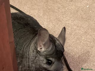 Chinchilla rodents Chinchilla for sale/rehome ( pebbles ) - Advert 1