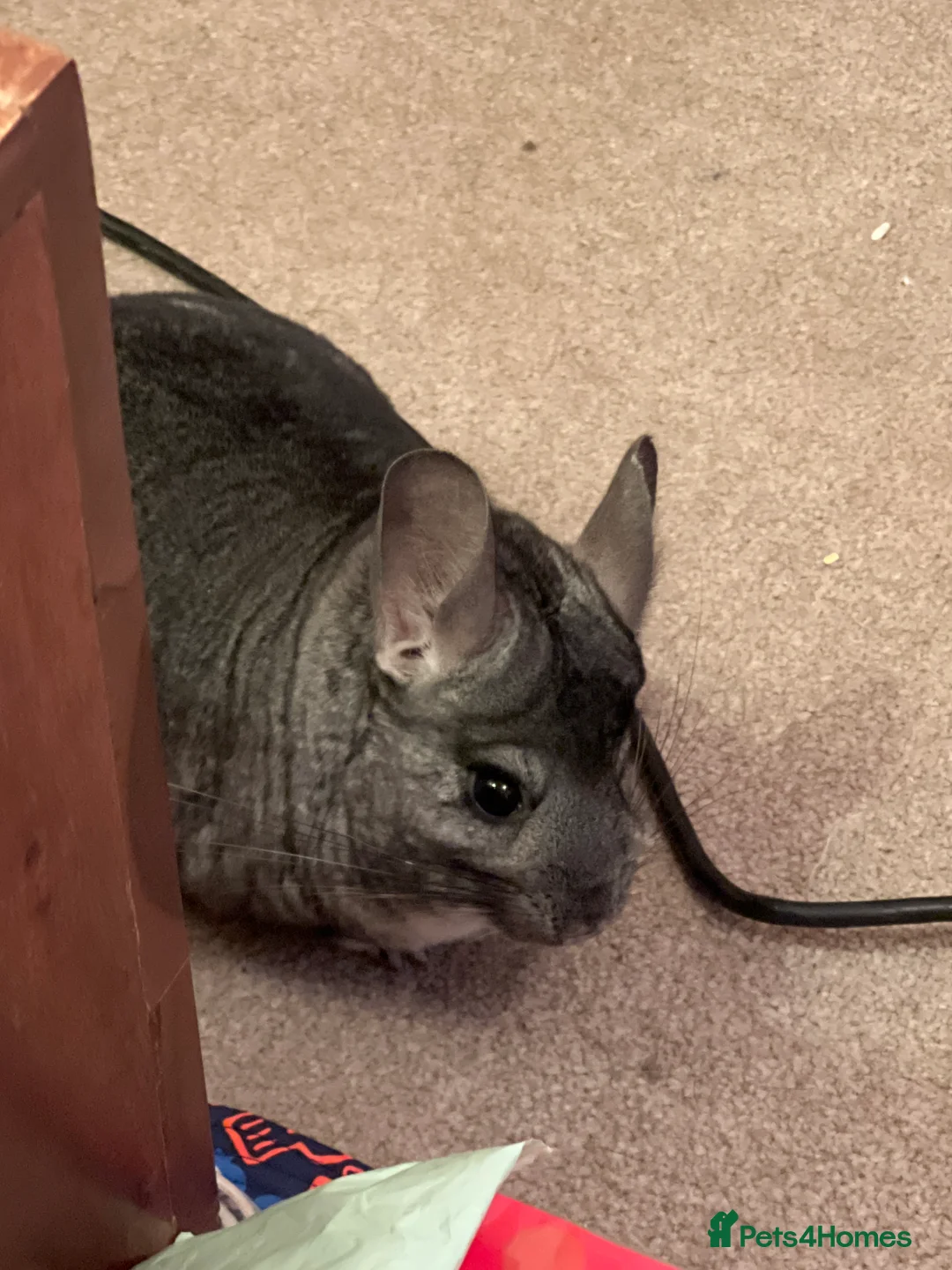 Chinchilla rodents for sale: Chinchilla for sale/rehome ( pebbles )  - Advert 1