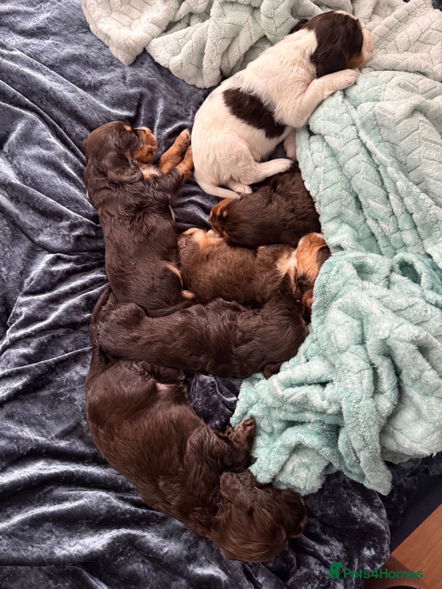 Cocker Spaniel dogs Liver (Chocolate) Working Cocker Spaniel Puppies - Advert 18