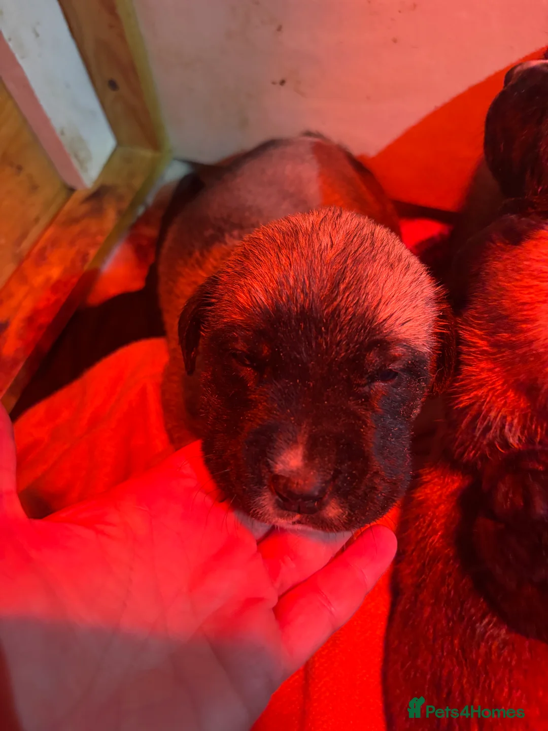 Anatolian Shepherd dogs for sale: Beautiful litter 5 girls left  - Advert 14