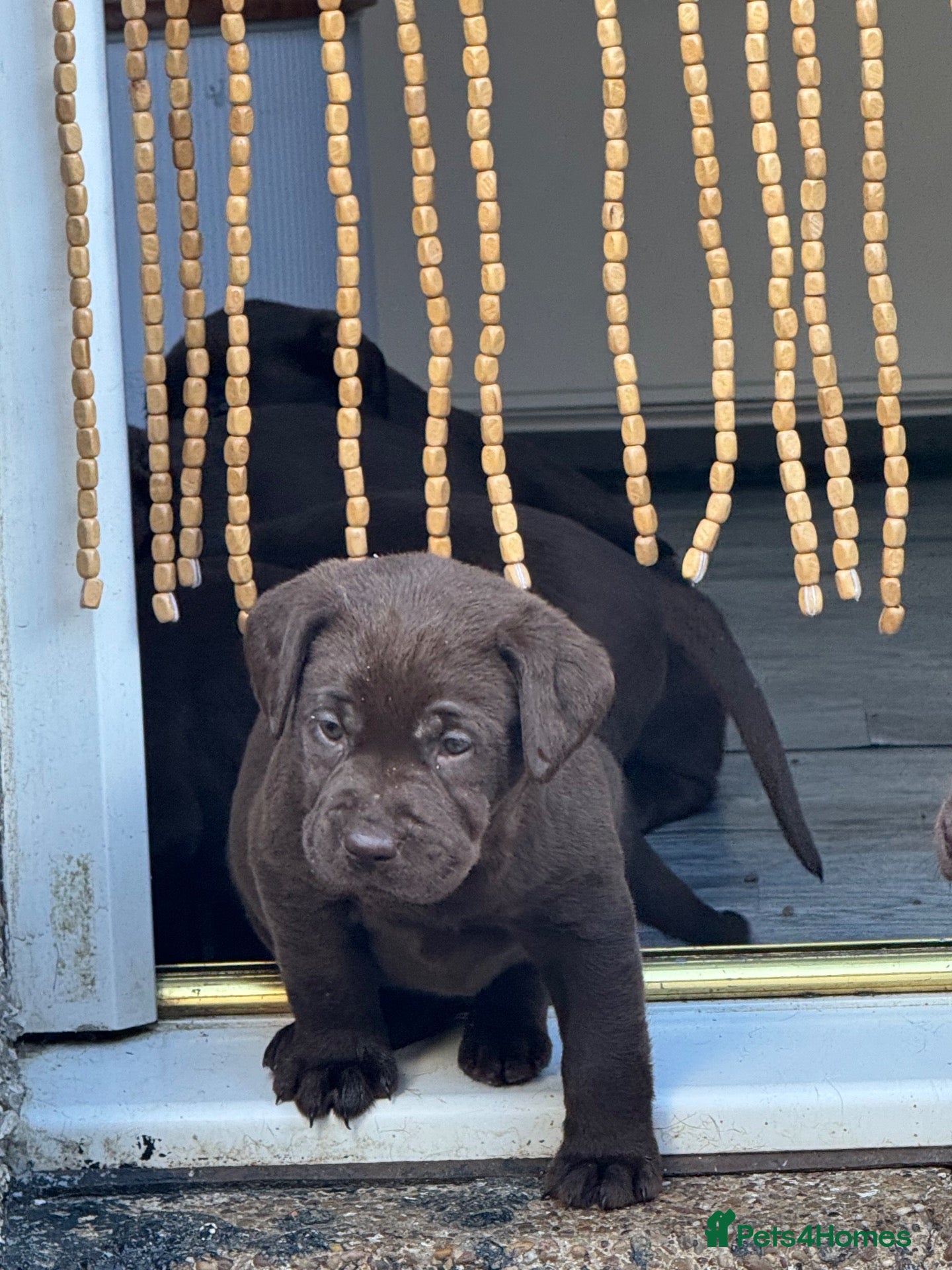 Labrador Retriever dogs Chunky chocolate Labrador puppies  - Advert 2