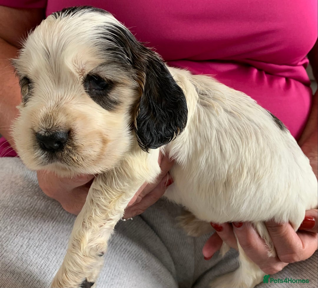 Cocker Spaniel dogs for sale: Health tested KC reg show type cocker spaniels  in Abergele - Image 18
