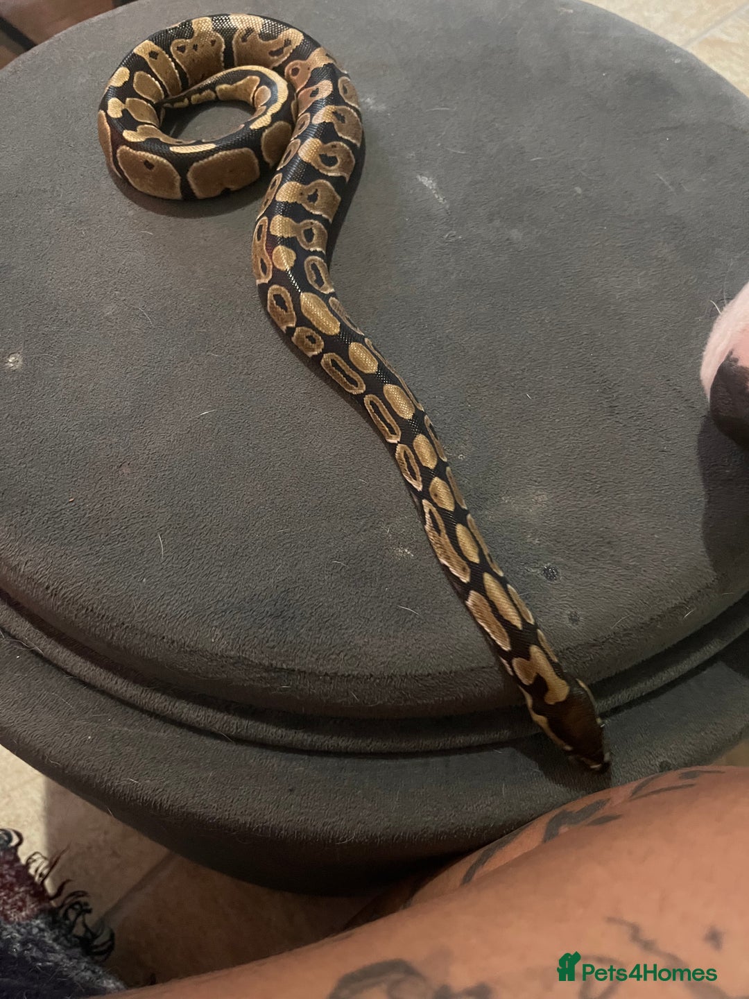 Python Snake reptiles for sale: Very sweet ball python and tank and unit  - Advert 8