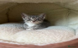 Bengal cats for sale: Gemini grey beauties - Image 11