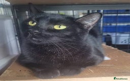 Domestic Shorthair cats for sale: Young Kitten - Image 2