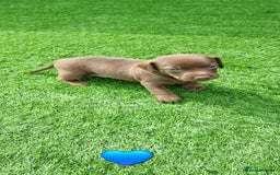 Mixed Breed dogs for sale: Patterdale cross minature daschound  - Image 5