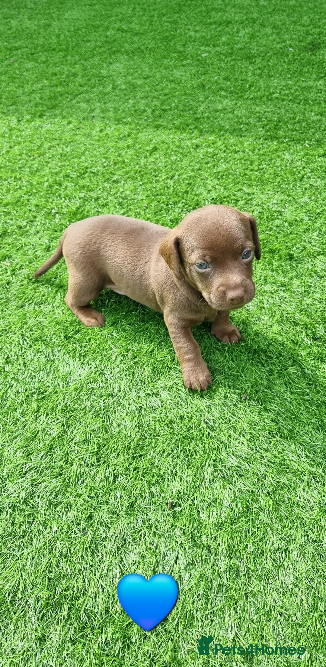 Mixed Breed dogs for sale: Patterdale cross minature daschound  - Image 5