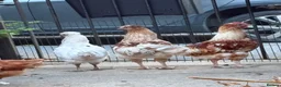 Chickens poultry for sale: young friendly cockerel  - Advert 2