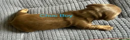 Miniature Dachshund dogs for sale: Four Beautiful Miniature Dachshund Puppies - Advert 26