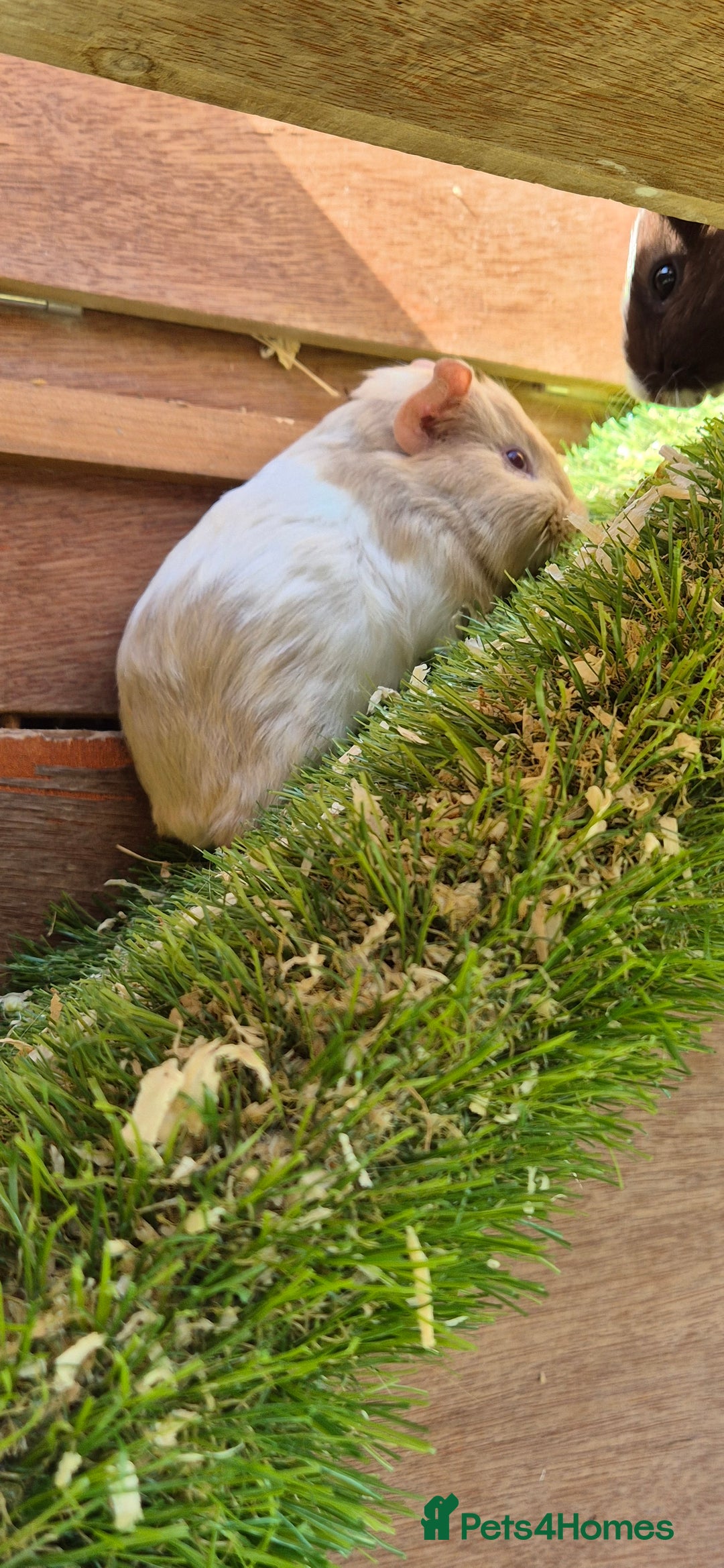 Guinea Pig rodents for sale: Multiple baby guinea pigs  - Image 3