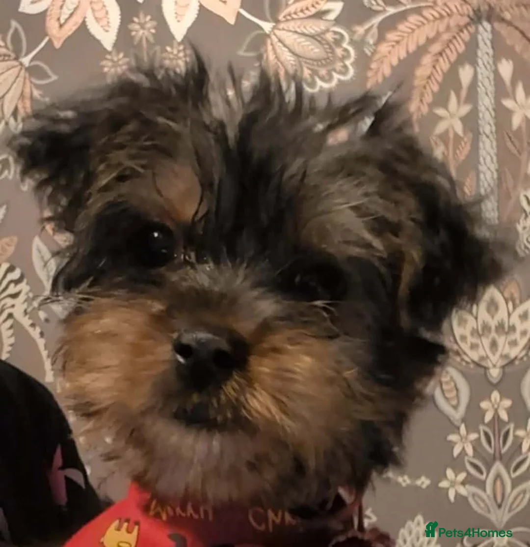 Yorkshire Terrier dogs for sale: Yorkie female puppy - Advert 4
