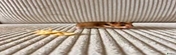Hamster rodents for sale: Syrian hamster babies - Advert 5