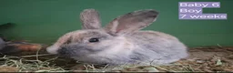 Mixed Breed rabbits for sale: Baby rabbits - Advert 13