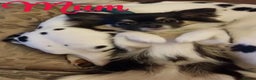 Chihuahua dogs for sale: Beautiful long haired, chihuahua puppies - Advert 2