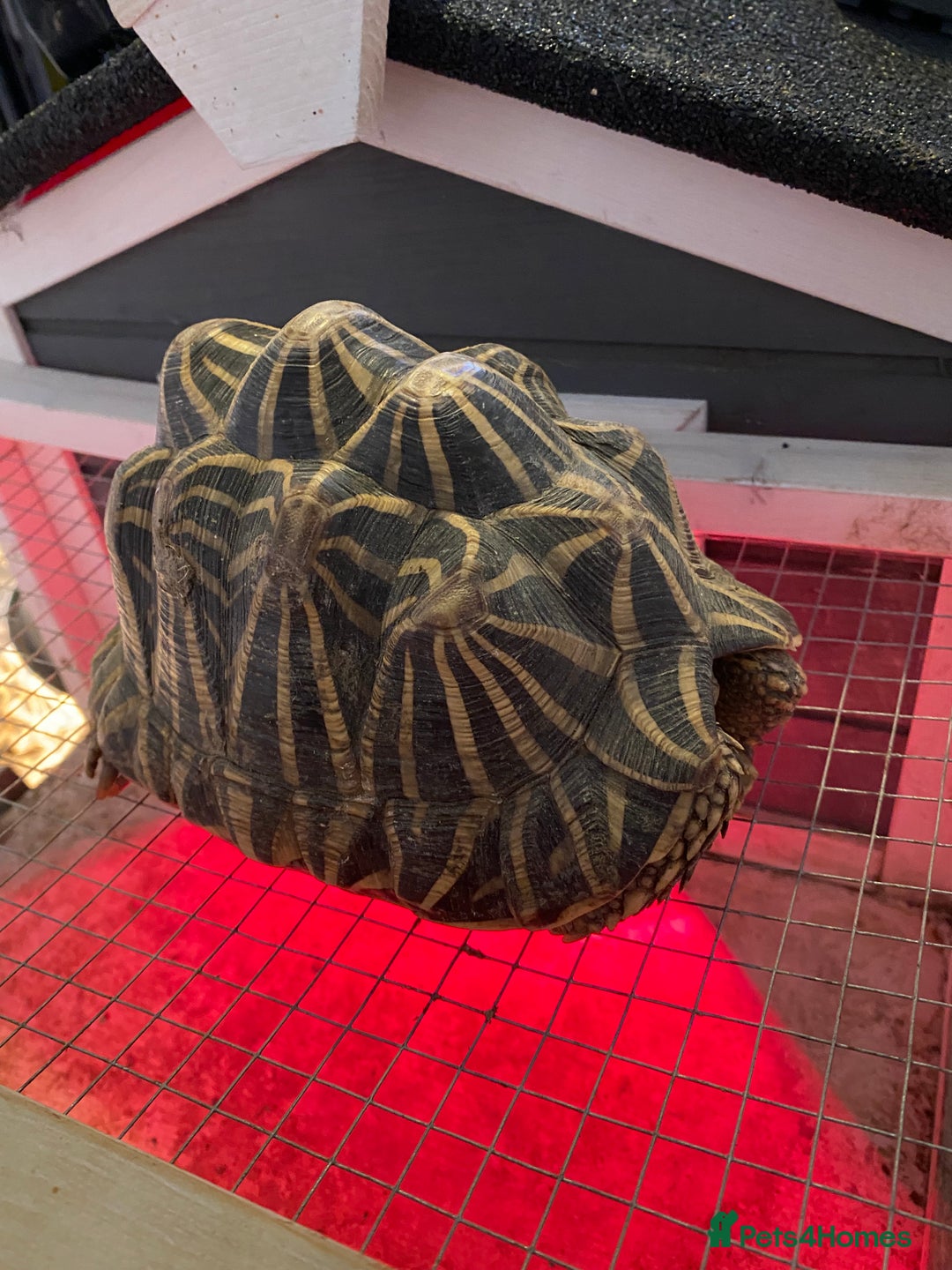 Tortoise reptiles for sale: Indian star back tortoise breeding pair - Advert 4