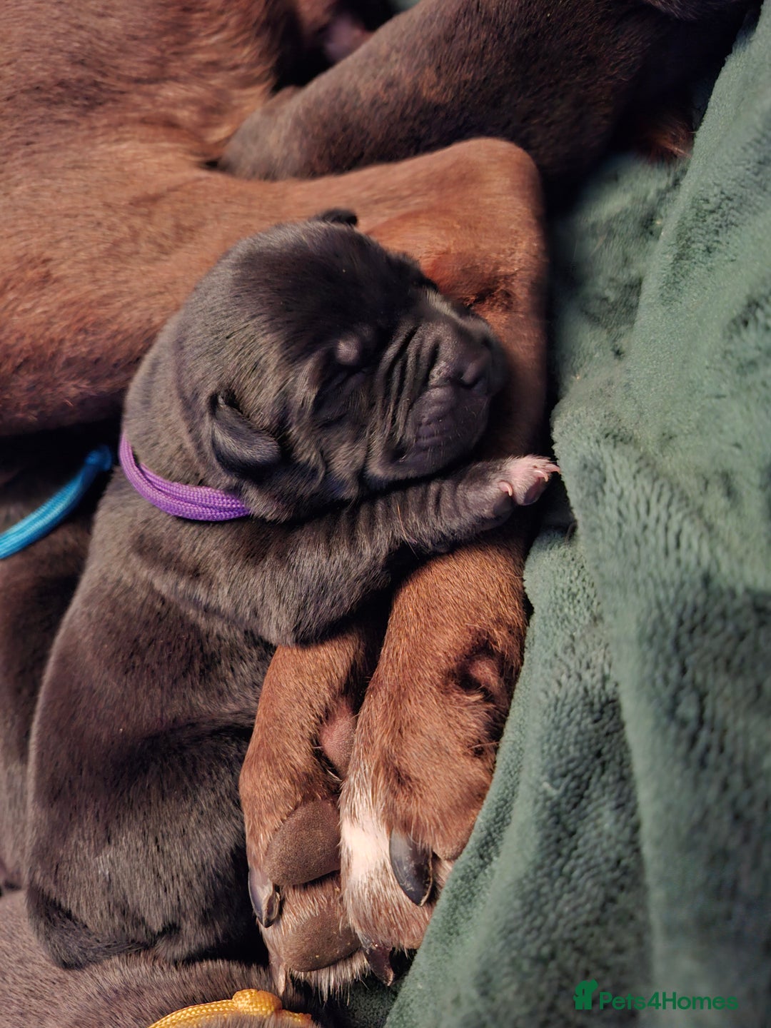 Mixed Breed dogs for sale: Lab/ staffys - Image 7