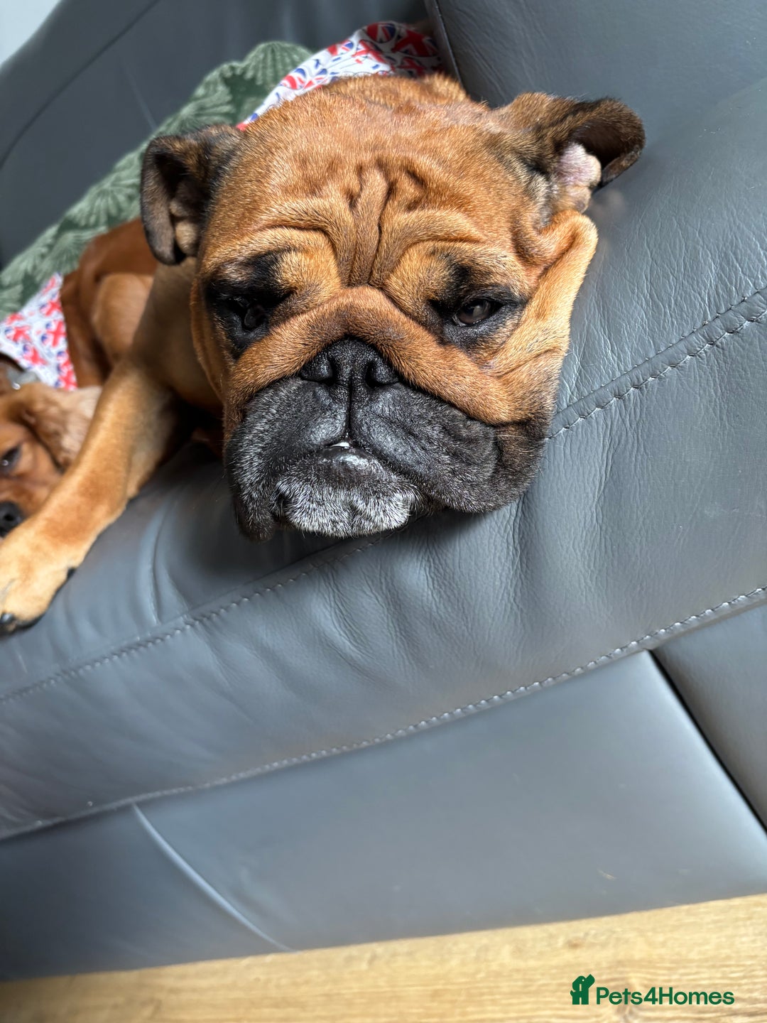 English Bulldog dogs for sale: Dollie looking for a quieter life - Advert 6