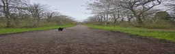 Labrador Retriever dogs for stud: STUD LABRADOR  in Motherwell - Advert 6