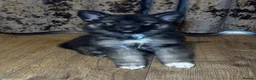 German Shepherd dogs for sale: 🐾 Stunning 8 Week Old German Shepherd Puppies 🐾 - Advert 3
