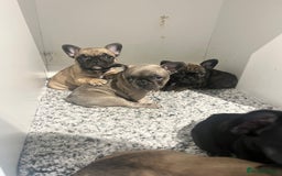 French Bulldog dogs for sale: French Buldog puppies  - Image 18