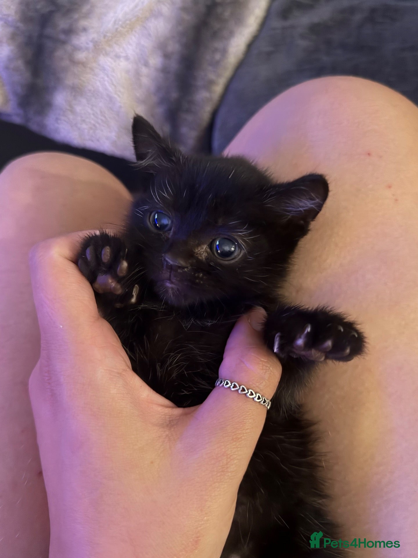 Mixed Breed cats Male kitten  - Advert 11