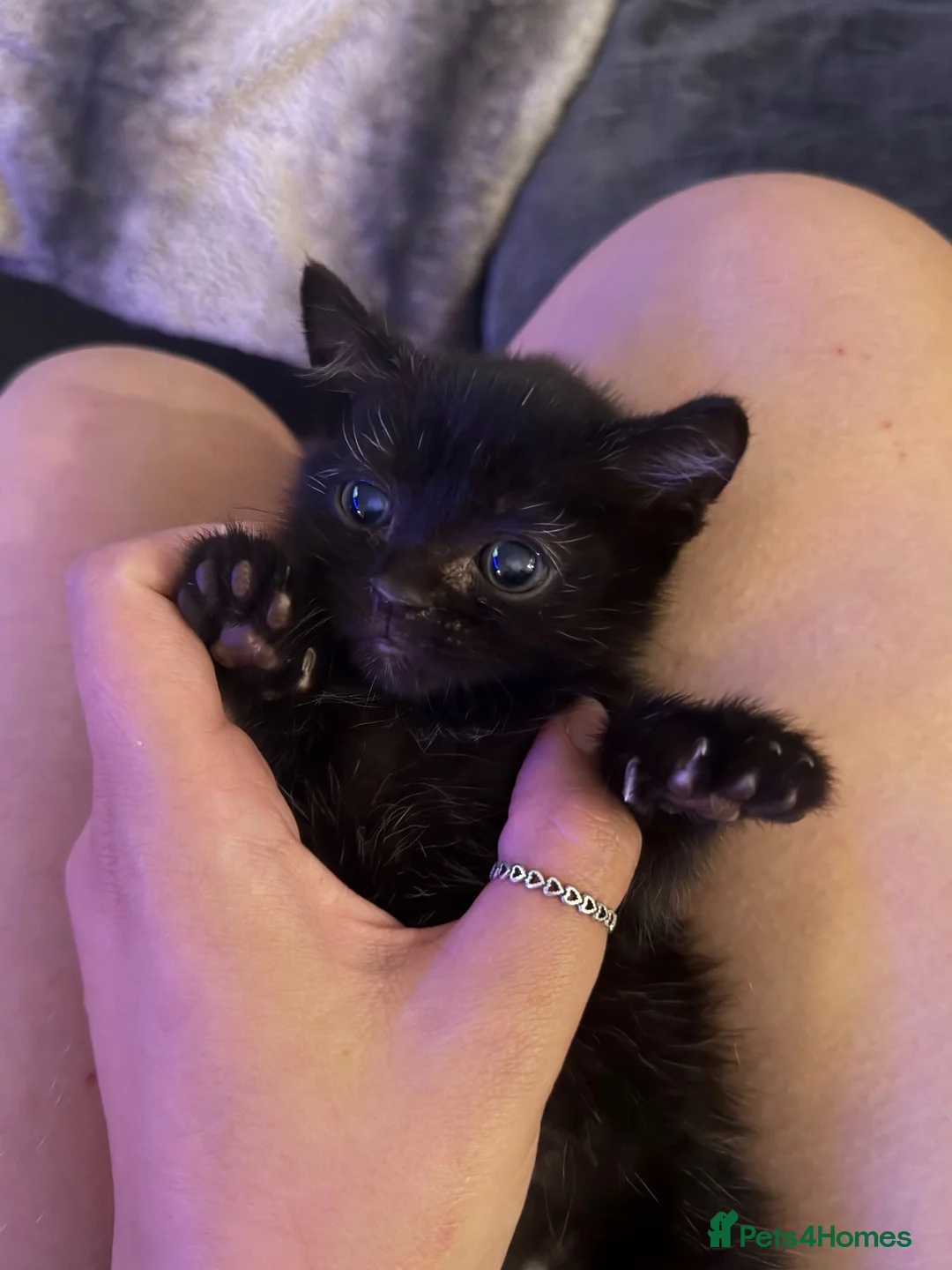 Mixed Breed cats for sale: Male kitten  in Camborne - Advert 1