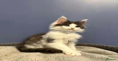 Maine Coon cats - Advert 12