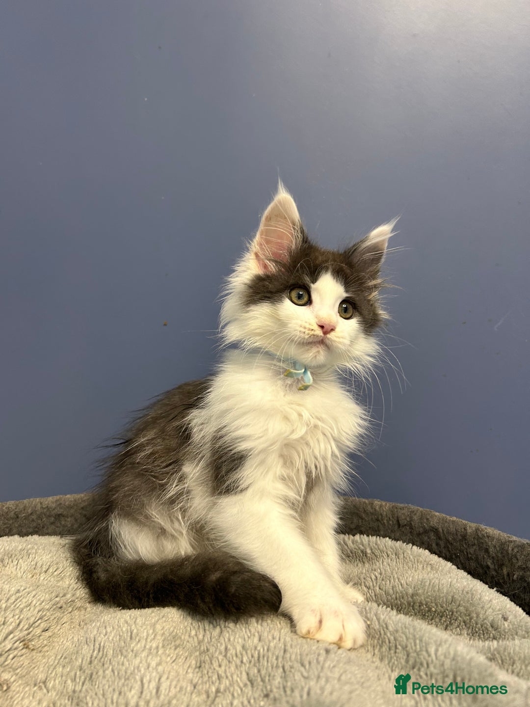 Maine Coon cats for sale: LAST GORGEOUS GIRL - Image 3