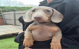 Dachshund dogs for sale: 🏡🐾 Isabella Dachshund Puppies - Ready Now 🐾🏡 - Advert 19