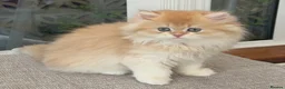 British Longhair cats for sale: Golden Longhair Kittens BY12 in Cardiff - Advert 6