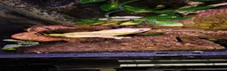 Gecko reptiles for sale: Crested geckos adult females stunning morphs - Advert 2