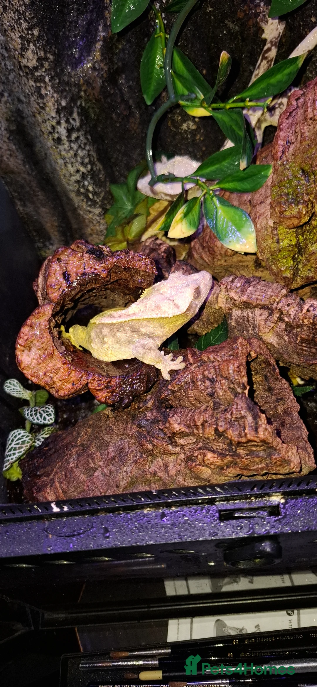 Gecko reptiles for sale: Crested geckos adult females stunning morphs - Advert 2