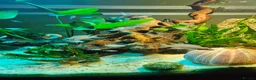 Cichlids fish for sale: Fairy cichlids - Advert 5