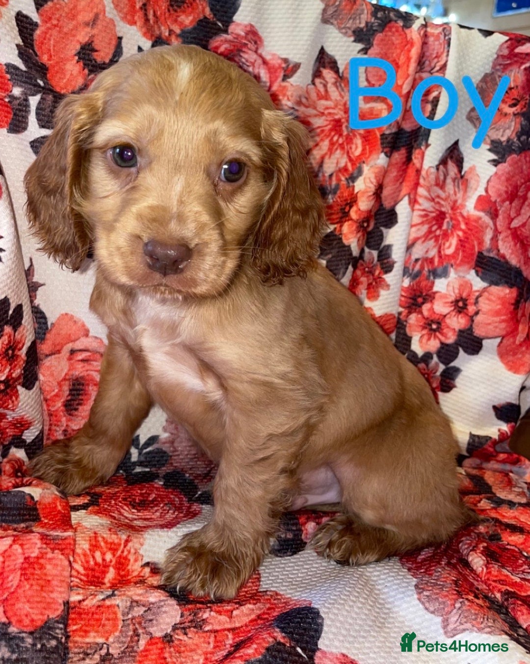 Cocker Spaniel dogs for sale: Beautiful golden puppies ready to leave now! - Advert 5