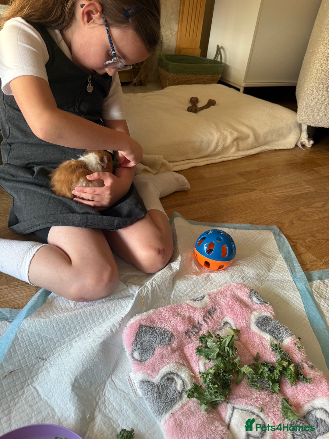 Guinea Pig rodents for sale: 2 beautiful female guinea pigs  - Image 3