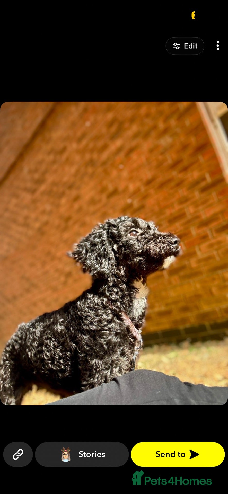 Cavapoochon dogs Misty - Advert 3