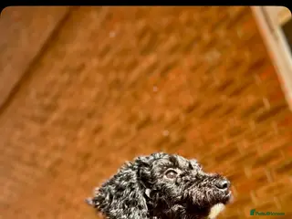 Cavapoochon dogs Misty - Advert 3